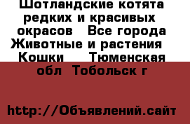 Шотландские котята редких и красивых  окрасов - Все города Животные и растения » Кошки   . Тюменская обл.,Тобольск г.